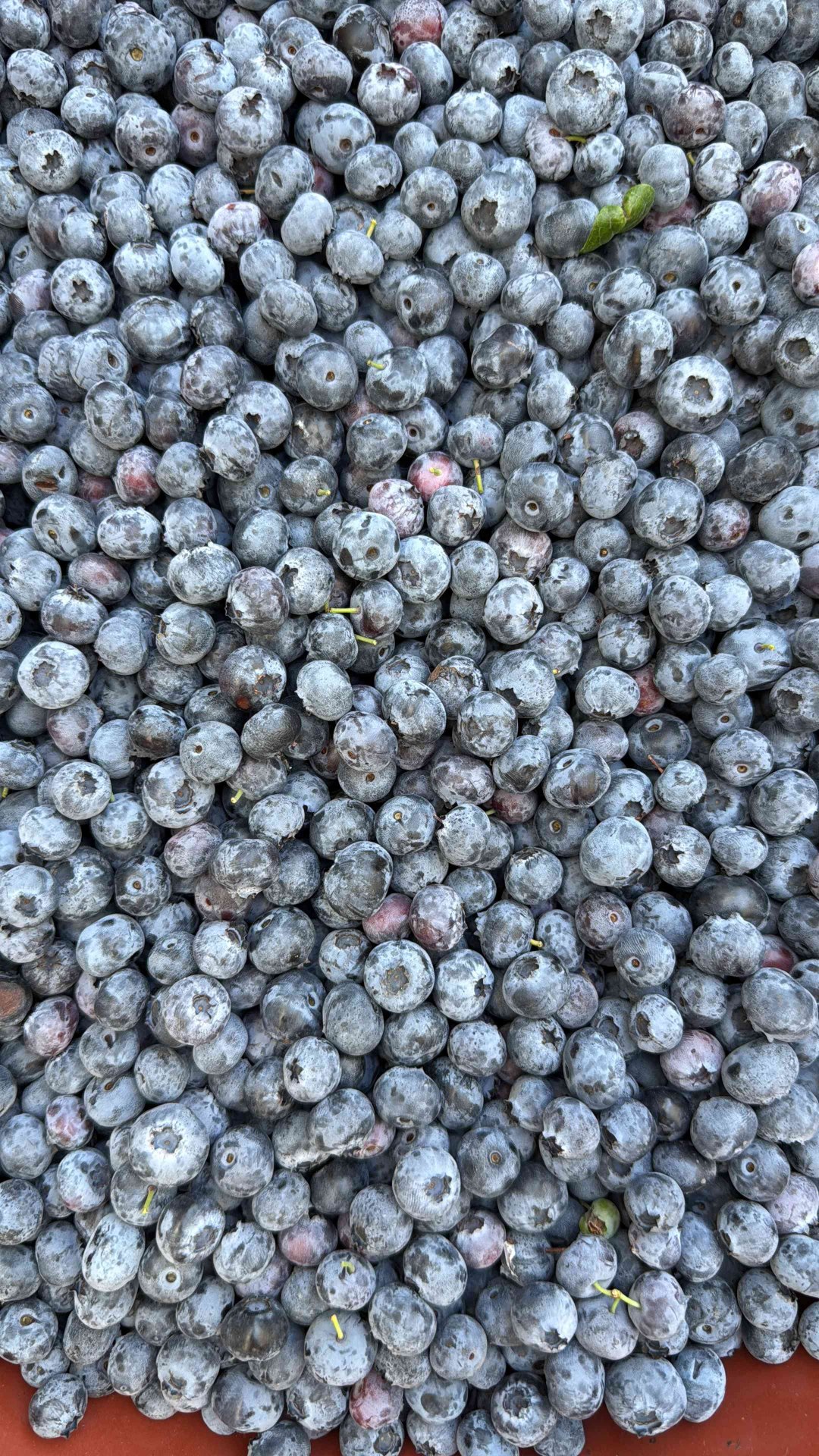 blueberry様　確認ページ TR Berry Co. — Premium Turkish Blueberries from Istanbul